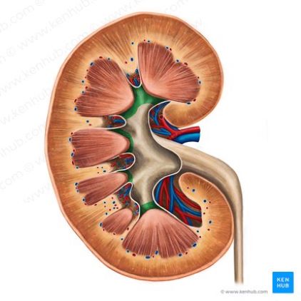 Urología